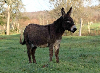 LE TORQUESNE-calvados