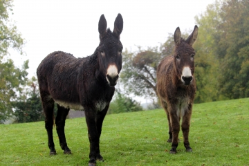 LIVAROT - FERVAQUES-calvados