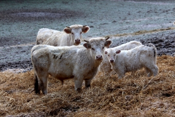 CERNAY - BOIS DE LA MOTTE-calvados