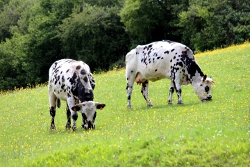 HERMIVAL-LES-VAUX - FAUGERNON-calvados