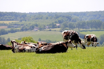 VIEUX-PONT-EN-AUGE-calvados
