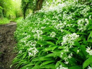 BEAUMONT-EN-AUGE-calvados