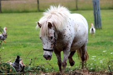 CHEFFREVILLE-TONNENCOURT-calvados