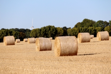 FRIARDEL - BOIS DE BOUGY-calvados