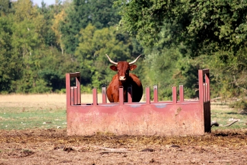 LISORES - SAINT-OUEN-LE-HOUX-calvados