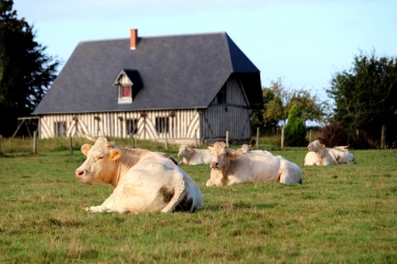 SAINT-PHILBERT-DES-CHAMPS - BOIS DU MIEUX-calvados