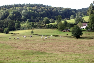 SAINT-PHILBERT-DES-CHAMPS - BOIS DU MIEUX-calvados