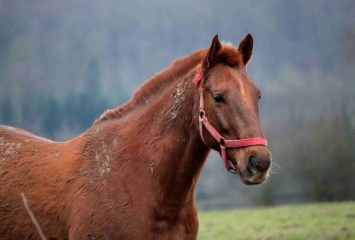 LE MESNIL-EUDES-calvados