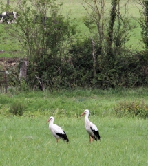 RANDONNEE DE PONTS EN PASSERELLES A LONGUEVILLE-calvados