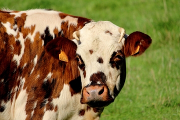 CERNAY - LA CRESSONIERE-calvados
