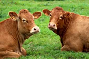 MANERBE - FORMENTIN-calvados