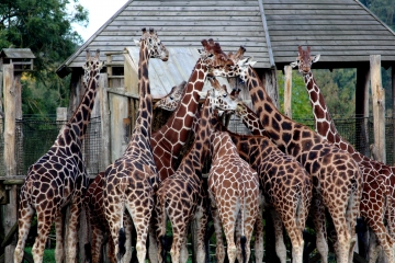 FIRFOL - OUILLY DU HOULEY-calvados