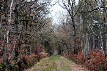 LES BOIS DE FERVAQUES-calvados