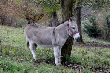 LES BOIS DE FERVAQUES-calvados