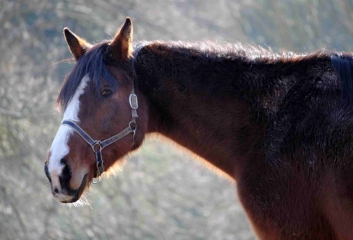 LES MONCEAUX - LE MESNIL-SIMON-calvados
