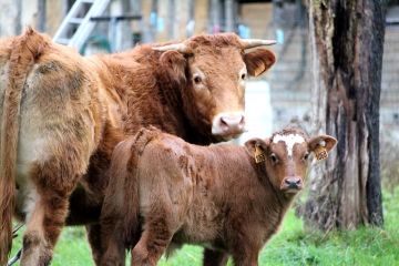 FERVAQUES - LA CROUPTE (2)-calvados