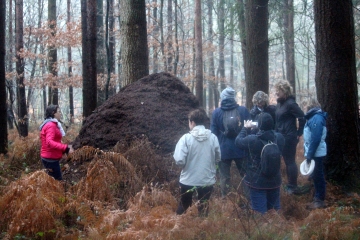 BELLOU - FORET DES MOUTIERS HUBERT-calvados