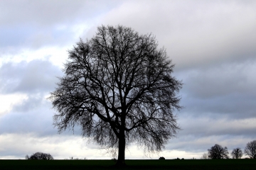 COURTONNE-LA-MEURDRAC (2)-calvados