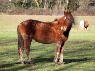 BONNEVILLE-LA-LOUVET-calvados
