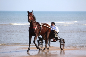 VARAVILLE - LES MARAIS DE LA DIVES-calvados