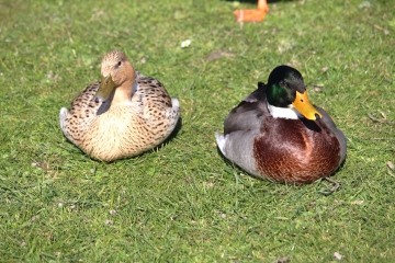 VARAVILLE - LES MARAIS DE LA DIVES-calvados