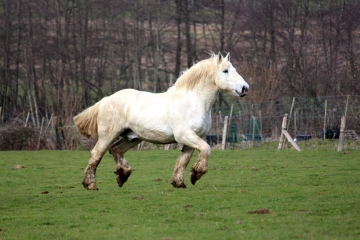 SAINT-DENIS-DE-MAILLOC - SAINT-JULIEN-DE-MAILLOC-calvados