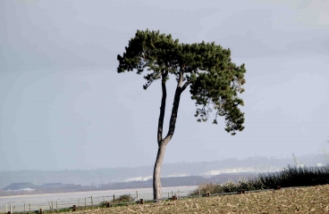 HONFLEUR - BOIS DU BREUIL-calvados