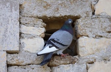 SAINT-SAMSON - LES MARAIS-calvados