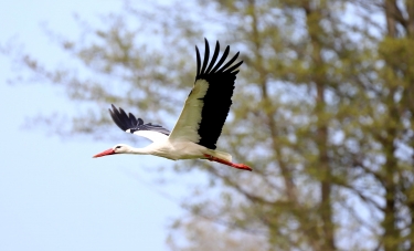 LES MARAIS DE LA DIVES ROBEHOMME-calvados