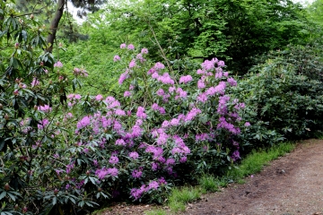 BOIS DU BREUIL - HONFLEUR-calvados
