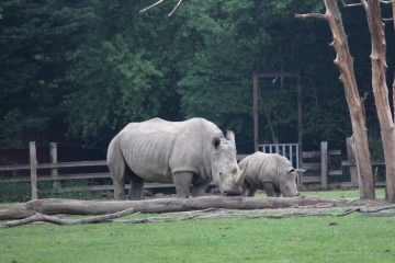 FIRFOL - OUILLY-DU-HOULEY-calvados