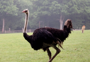 FIRFOL - OUILLY-DU-HOULEY-calvados