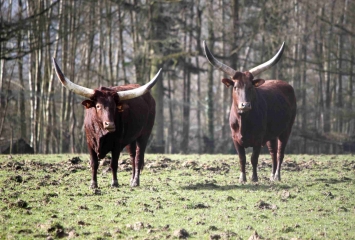 HERMIVAL-LES-VAUX (2)-calvados