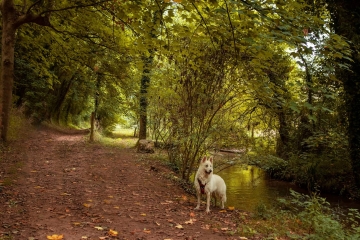 VIEUX LA ROMAINE AU FILS DE L EAU-calvados