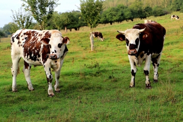SAINT MARTIN DU MESNIL - OURY-calvados