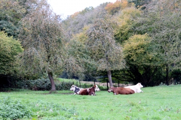 BLANGY-LE-CHATEAU - FIERVILLE-LES-PARCS-calvados