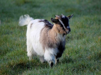 MESNIL-GERMAIN (2)-calvados