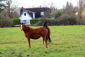 BEAUMONT-EN-AUGE - BOURGEAUVILLE - GLANVILLE-calvados