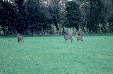 VALORBIQUET - TORDOUET-calvados
