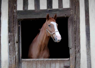 LIVAROT - COUPESARTE - LIVAROT-calvados