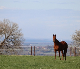 BOIS DE LECAUDE-calvados