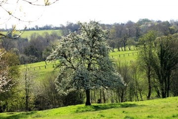 SAINT-PIERRE-EN-AUGE - LE BILLOT-calvados