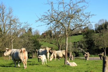 FOURNEVILLE - LE THEIL EN AUGE-calvados