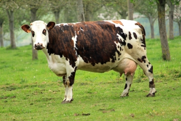 CASTILLON-EN-AUGE - HOULBEC-calvados