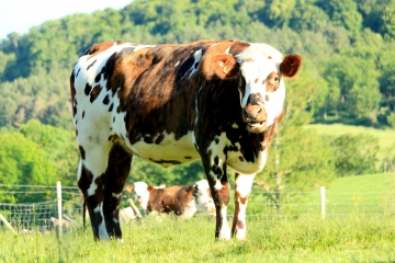LA FROMAGERE - LE BILLOT-calvados