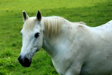 LA FROMAGERE - LE BILLOT-calvados