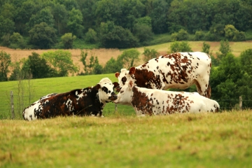 SAINT-PIERRE-EN-AUGE - LE BILLOT-calvados