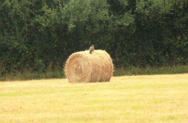 SAINT-PIERRE-EN-AUGE - LE BILLOT-calvados