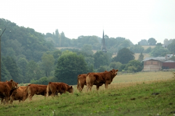 LIVAROT-PAYS-D AUGE - LIVAROT-calvados