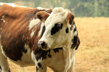 LIVAROT-PAYS-D AUGE - LIVAROT-calvados